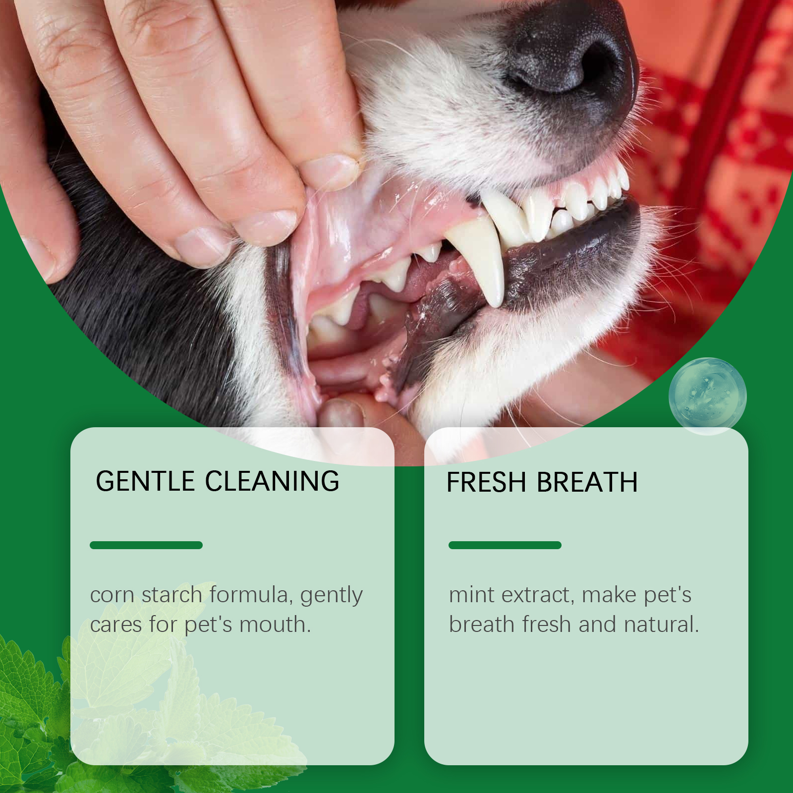 Pet Teeth Cleaning Powder Redu - Teeth Whitening Instant ulasan dan harga