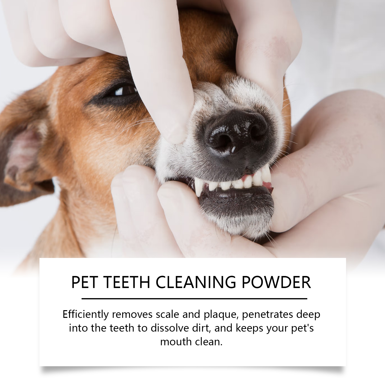 Pet Teeth Cleaning Powder Redu - Teeth Whitening Instant ulasan dan harga